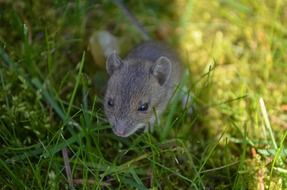 Cute baby mouse