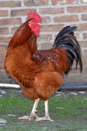 brown rooster at brick wall