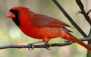 Cardinal bird on a branch