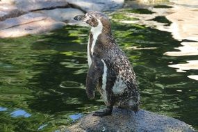 Penguin on a rock in the Walsrode bird park