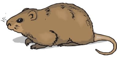 graphic image of a nutria with a long tail