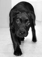 Young Labrador Dog