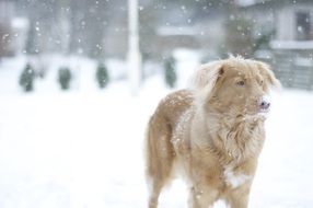 retriever in snowy weather