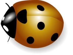 Orange Ladybug, top view, render