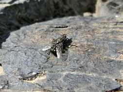 Fly Housefly Insect Stone Close