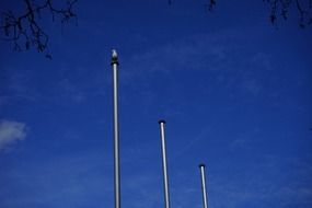 Seagull and flag poles