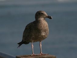 Beautiful grey Seagull stays on the coast at blurrred backound