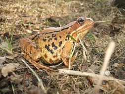 spotted frog on dry grass