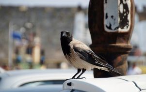 Closeup picture of delightful Grey Crow bird