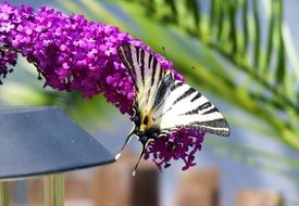 Colorful Swallow-Tailed Butterfly on purple flowers