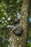 primate on a tree