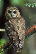 charming Northern Owl Predator