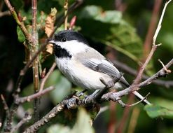 tit on a thin tree branch