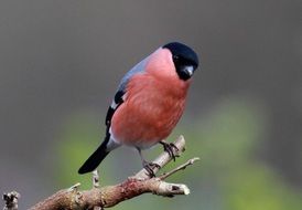 bullfinch sits on a gloomy branch