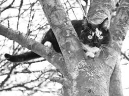 Black and white photo of the cat on the tree