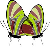 Butterflies Insects drawing