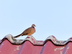 charming Dove Bird