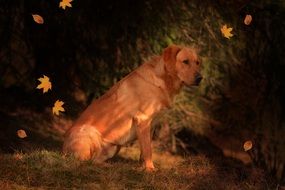 labrador sitting on the grass