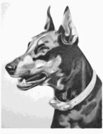 unusual photo of Doberman as an illustration