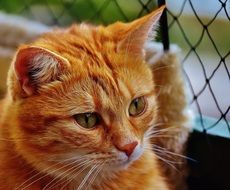 portrait of a cuddly red cat