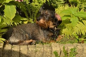 charming Dachshund Pet