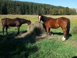 charming Horse on Field