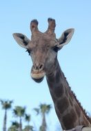 baby giraffe on the background of palm trees on a blurred background