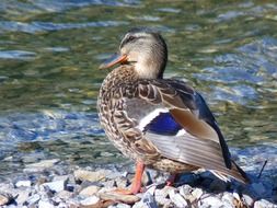 duck by the water