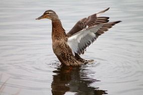 Duck in the wildlife on the water