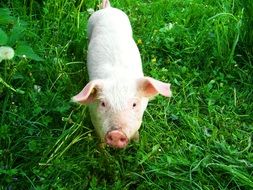 charming White Pig