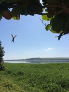 Hummingbird in flight, brazil