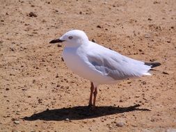 beautiful and cute Seagul Birds