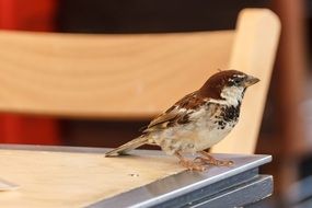 a sparrow stands on the edge of the table