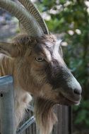 billy goat head close up