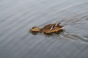 brown duck frolics in lake water