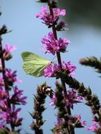 gonepteryx rhamni on the summer meadow