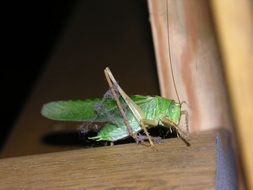 green grasshopper stands on the edge of the table