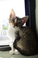 cute kitten on the window