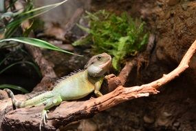 Iguana in terrarium in Basel, Switzerland