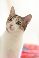 domestic curious cat