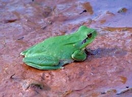 Frog Green Amphibians