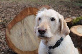 labrador with sad eyes close up