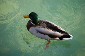 duck swimming in turquoise water