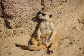 meerkat sitting near the wall