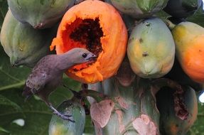 Bird is eating papayas