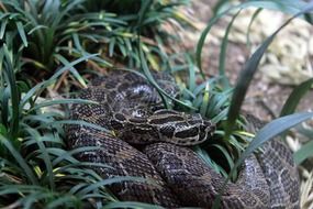mexican lance-headed rattlesnake in grass
