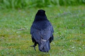 black raven on the grass