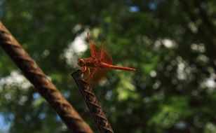 Orange dragonfly in forest