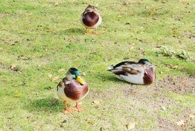 beautiful and cute Ducks