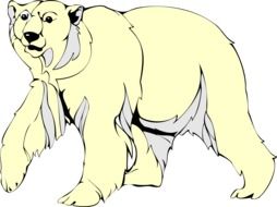 White Arctic Bear drawing